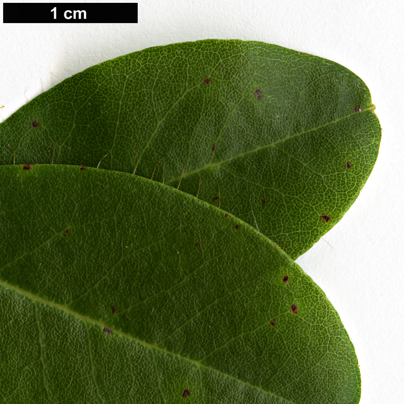 High resolution image: Family: Ericaceae - Genus: Rhododendron - Taxon: mekongense - SpeciesSub: var. mekongense